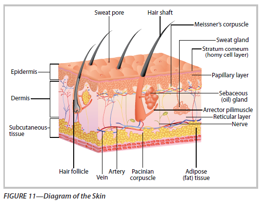 L04a Introduction And Integumentary System - Innovative Work Alternatives